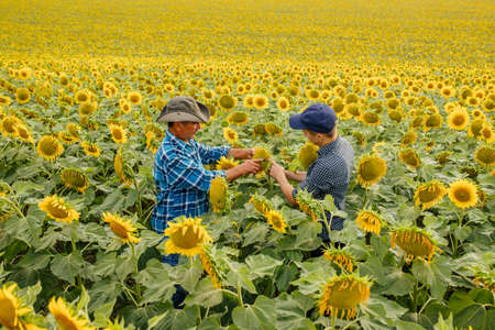 Agricultural business concept. Two farmers in sunflowers field controlling health of plant, Agronomists inspecting sunflower plant growing in the farm field.の写真素材
