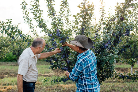 Senior farmer and agronomist examining and doing the quality control the plums on the tree,...
