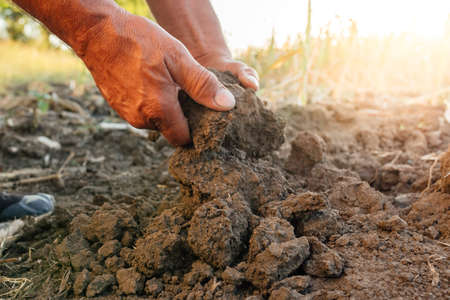 Close up of male hands touching dry ground in an agricultural fieldの写真素材