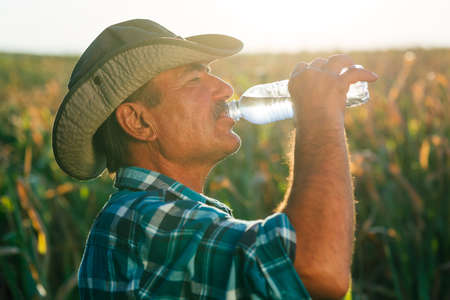 portrait of a senior farmer drink water. in the cornfield, he takes a break after work, in the summer on a sunny dayの写真素材