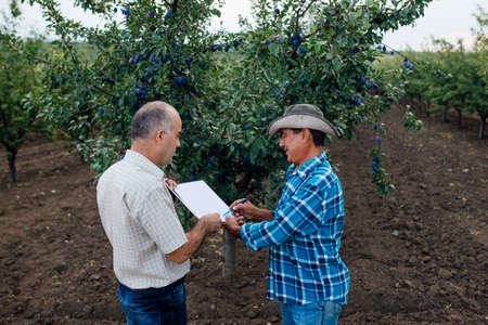 farmer and agronomist. Senior farmer signs contract to sell plum fruit. at sunsetの写真素材