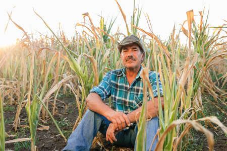 Desperate farmer standing in drought-damaged corn crop. looking at camera at sunsetの写真素材