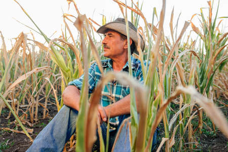 Desperate senior agricultor standing in drought-damaged corn crop. at sunsetの写真素材