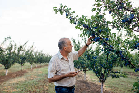 agronomist using a tablet PC, profile view on modern farmer with digital tablet, Farmers and Technology, farmer in plum orchard using digital tablet,の写真素材