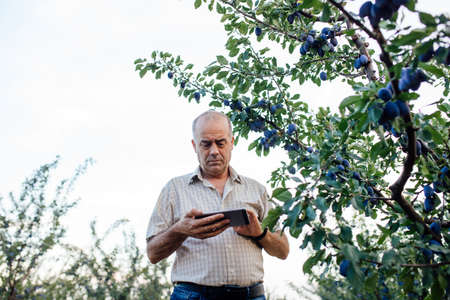 agronomist using a tablet PC, bottom view on modern farmer with digital tablet, Farmers and Technology, farmer in plum orchard using digital tablet,の写真素材