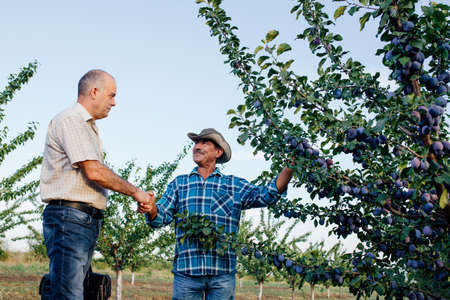 agribusiness concept, Farmers and businessman shaking hand on the plum orchard background. Success in agro businessの写真素材