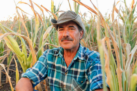 Desperate senior farmer standing in drought-damaged corn crop. looking at the camera at sunsetの写真素材