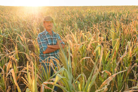 portrait of senior man with hat, standing arms crossed and looking at camera, outdoors in corn fieldの写真素材