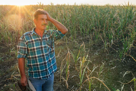 farmer in the Drought Damaged Cornfield, cornstalks show the effects of prolonged hot, dry weather on a farmの写真素材