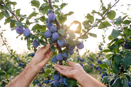 close up, Senior farmer examining and doing the quality control the plums on the treeの写真素材