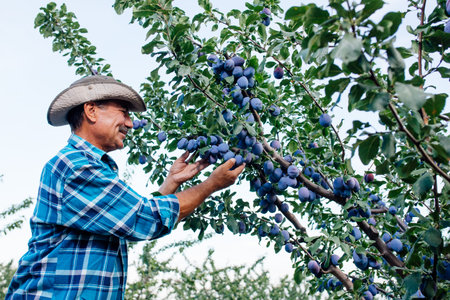 side view of a senior farmer checking the plups in his orchard, Farmer or agronomist examining and...