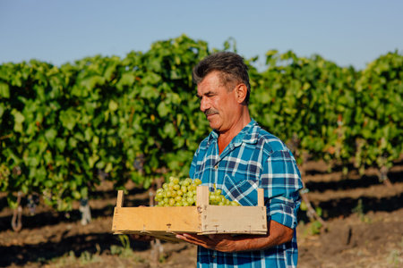 A middle aged winemaker carrying a wooden box of grapes. Organic farming and wine-making in the...