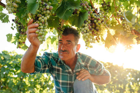 farmer examines the quality of the grapes, The harvesting. Farm winery. Grape Picking. man winemaker and vineyard owner. Family small business. Rural lifestyleの写真素材
