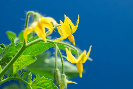 Tomato flowering, yellow flowers. Abundant flowering, agriculture. Garden plant of the Solanaceae family. Field or home gardening. on blue background.の写真素材