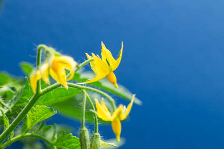Close up of a Small Truss of Small Yellow Tomato Flowers in Garden, on blue background.の写真素材