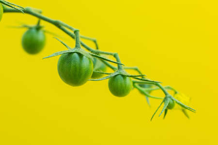 Bunch of small green tomatoes on a bush, growing selected tomato in a greenhouse. on the yellow background. Green unripe tomato on a branch, selective focusの写真素材