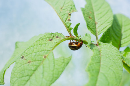 Colorado potato beetle, Leptinotarsa decemlineata, Colorado beetle, ten-striped spearman, Potato beetle and red larva eating plants.の写真素材