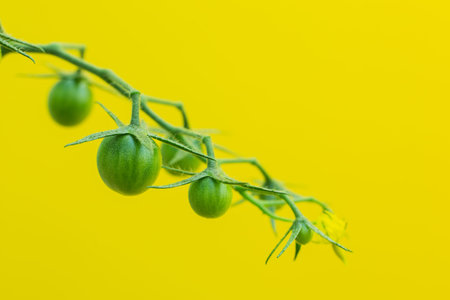 Bunch of small green tomatoes on a bush, growing selected tomato in a greenhouse. on the yellow...