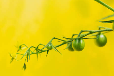 green tomatoes on the bunch. Tomato plants in greenhouse Green tomatoes plantation. Organic farming, young tomato plants growth in greenhouse. on the yellow backgroundの写真素材