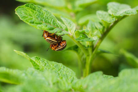 Potato bug eating potatoes leaves in garden. Colorado potato beetle. Young larvae first hatch, Major pest of potato crops. the breeding insectsの写真素材