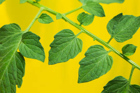 Tomato leaves isolated on yellow background. Tomato leaves Collection. Professional studio macro shootingの写真素材