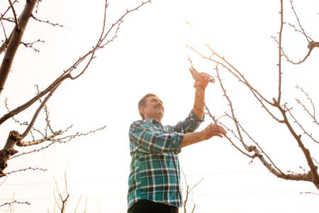 senior Man cutting a branch with pruning scissors in springtime. Gardening in orchard at springtime. spring garden workの写真素材