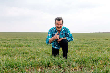 a happy Senior farmer kneels in the green wheat field, touches the wheat with his hand, examines the spring crop. thumb up feeling confident standing in a shirt and looking at camera.の写真素材