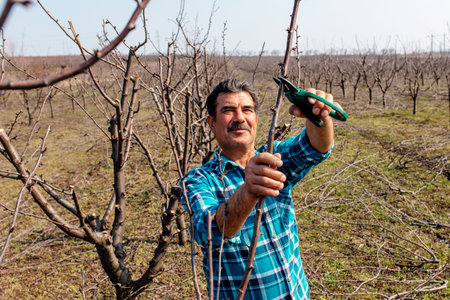 elderly man with pruning shears cutting twig of apple tree. Senior male working in his orchard....