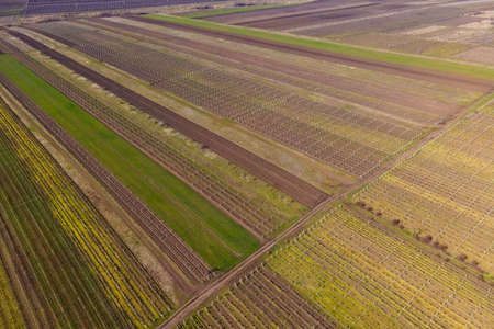Field of green wheat. Aerial shot of a green farming land with roads and ditches in summer. drone view of a crops on agricultural fields.の写真素材