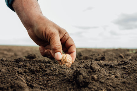 close up of a dirty hand of professional farmer sowing seeds of walnut on soil by care. Agriculture and New life starting conceptの写真素材
