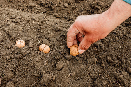 close up of a farmer hand planting and sowing seed to soil with walnut. background, Agriculture and...
