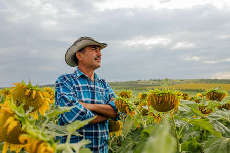 senior farmer standing in cultivated sunflower crops field and looking to a beautiful sunset on the horizonの写真素材