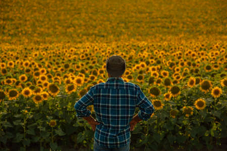 back view of a Farmer in sunflower field planning harvest activity, male agronomist looking at sunset on the horizon.の写真素材