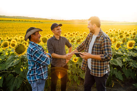 Agribusiness concept, Farmers and businessman shaking hand on the sunflower field background. Success in agribusinessの写真素材