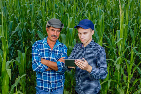 Farming industry of two farmers using a tablet PC, front view on modern farmers with digital tablet, Farmers and Technology, farmers in corn field using digital tablet,の写真素材