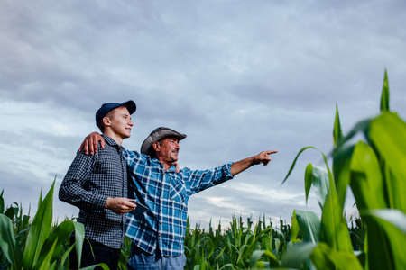 family agrobusines, farmers standing in a corn field with tablet, looking and pointing away, They are examining corp at sunsetの写真素材