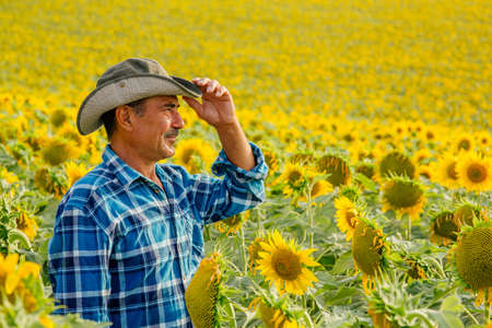 senior farmer standing in sunflower field examining crop at sunsetの写真素材