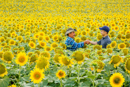Two male farmers shake hands. Against the background of a sunflower field, Deal in agribusiness concept sunflower fieldの写真素材