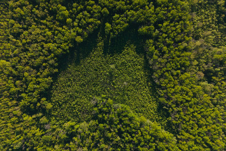 summer in forest aerial top view. Mixed forest, summer colors countryside woodland. 4K aerial of...