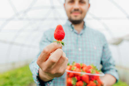 close up of young farmer shows a ripe red strawberry in hands with a clear plastic box full of fresh ripe strawberries. Strawberries in a box in mens hands. selective focusの写真素材