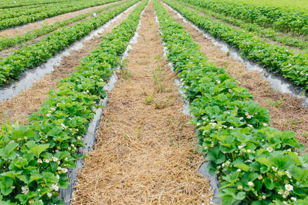 rows of strawberries in bloom on a farm nestled black film and straw. from protected cultivation. Agriculture farm of the strawberry field of biotechnology.の写真素材
