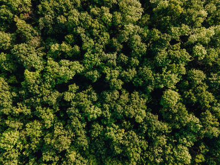 Aerial view of Amazon tropical Rainforest, Drone footage from above of Amazon jungle. cinematic images of the drone flying over the dense green forestの写真素材