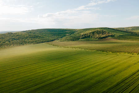 aerial view of Flying Over Beautiful Natural Wheat field. Nature Rural Landscape. Drone flying over green wheat field in spring. Technology innovation in agricultural industry.の写真素材