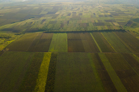 4K aerial view of the beautiful winery in rows at sunset. cinematic image drone flight above the vineyard vine. agricultural landscapeの写真素材