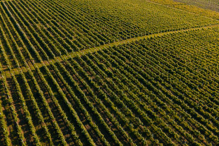 Aerial view of vineyards. Agriculture Plantation Grapes Vine Vineyard Italy. Aerial Vineyard Videoの写真素材
