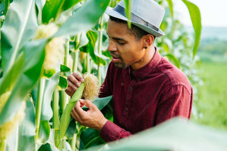 Agronomist in the corn field and examining crops. Agribusiness concept. Brazilian farm. front view of African American farmer standing in corn field examining crop.の写真素材