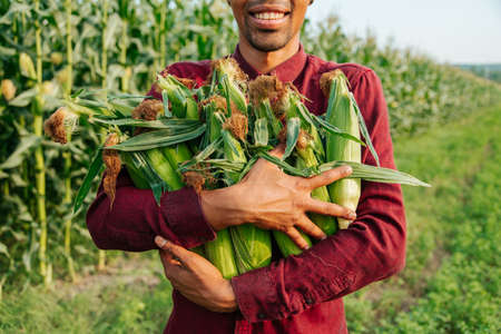 harvest time. close up of African American agronomist collects corn cobs. happy modern farmer with hat looking at camera is in cornfieldの写真素材