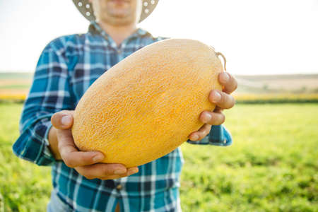a farmers hands hold a big melon. close up of a yellow fruit held by the hands of the male farmerの写真素材