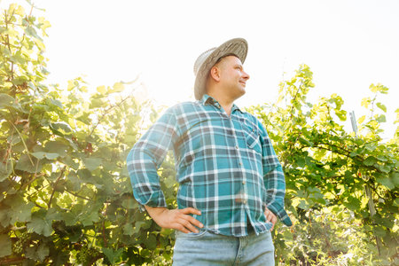 winemaker with his hands crossed is in his vineyard with vines. Happy smiling fat farmer caucasian standing proud in front of a vineyard. at sundownの写真素材