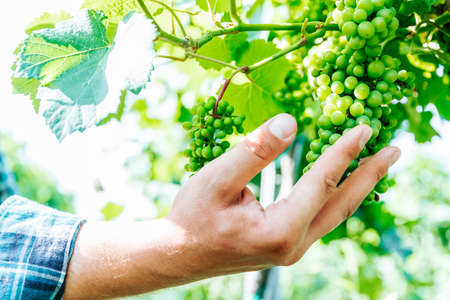 close up, Selective focus at male farmers hands examining a bunch of green grapes in farm, agriculture concept,の写真素材